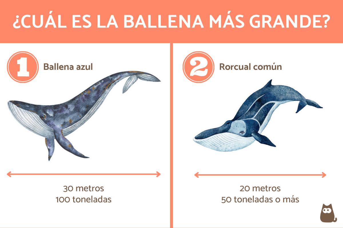 ¿Cuál es la ballena más grande del mundo y cuánto mide?