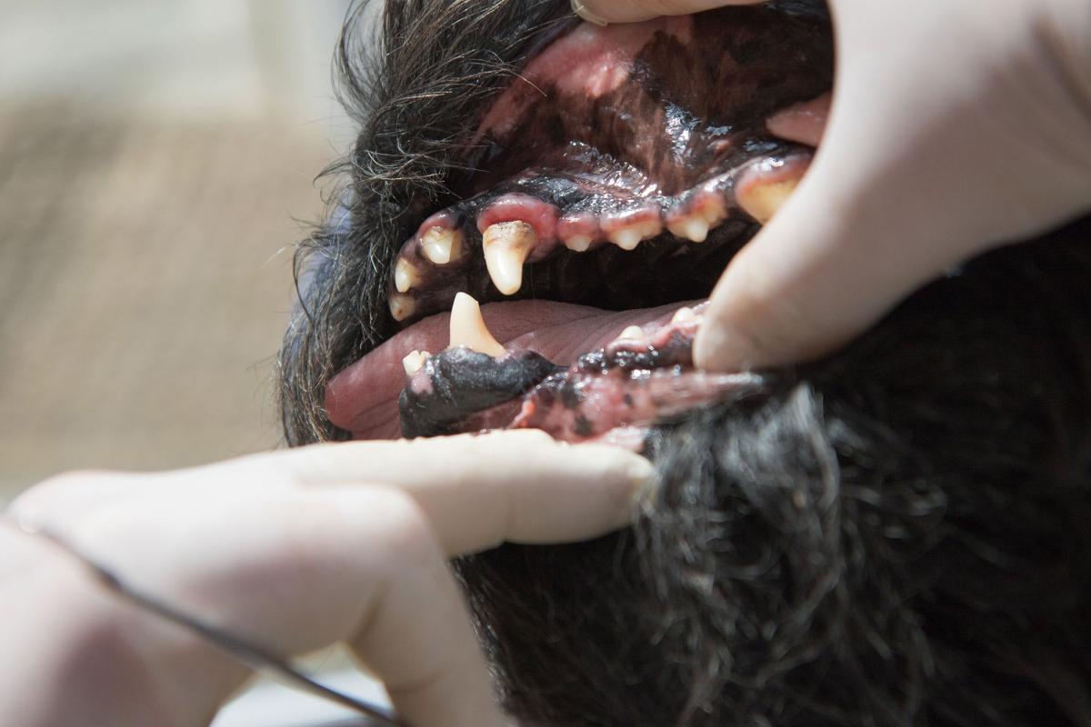 Gingivitis en perros: causas, síntomas y tratamiento