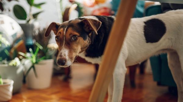 Si tu perro se aleja cuando te acercas, no es solo miedo: esto es lo que significa (y cómo solucionarlo) - Las razones por las que tu perro se aleja cuando te acercas