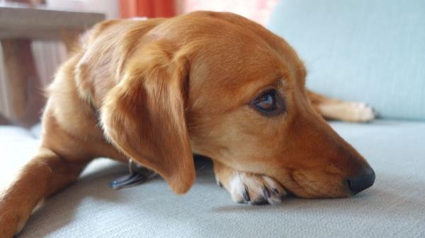 Si tu perro se aleja cuando te acercas, no es solo miedo: esto es lo que significa (y cómo solucionarlo) - No ignores estas señales: tu perro podría tener miedo o ansiedad