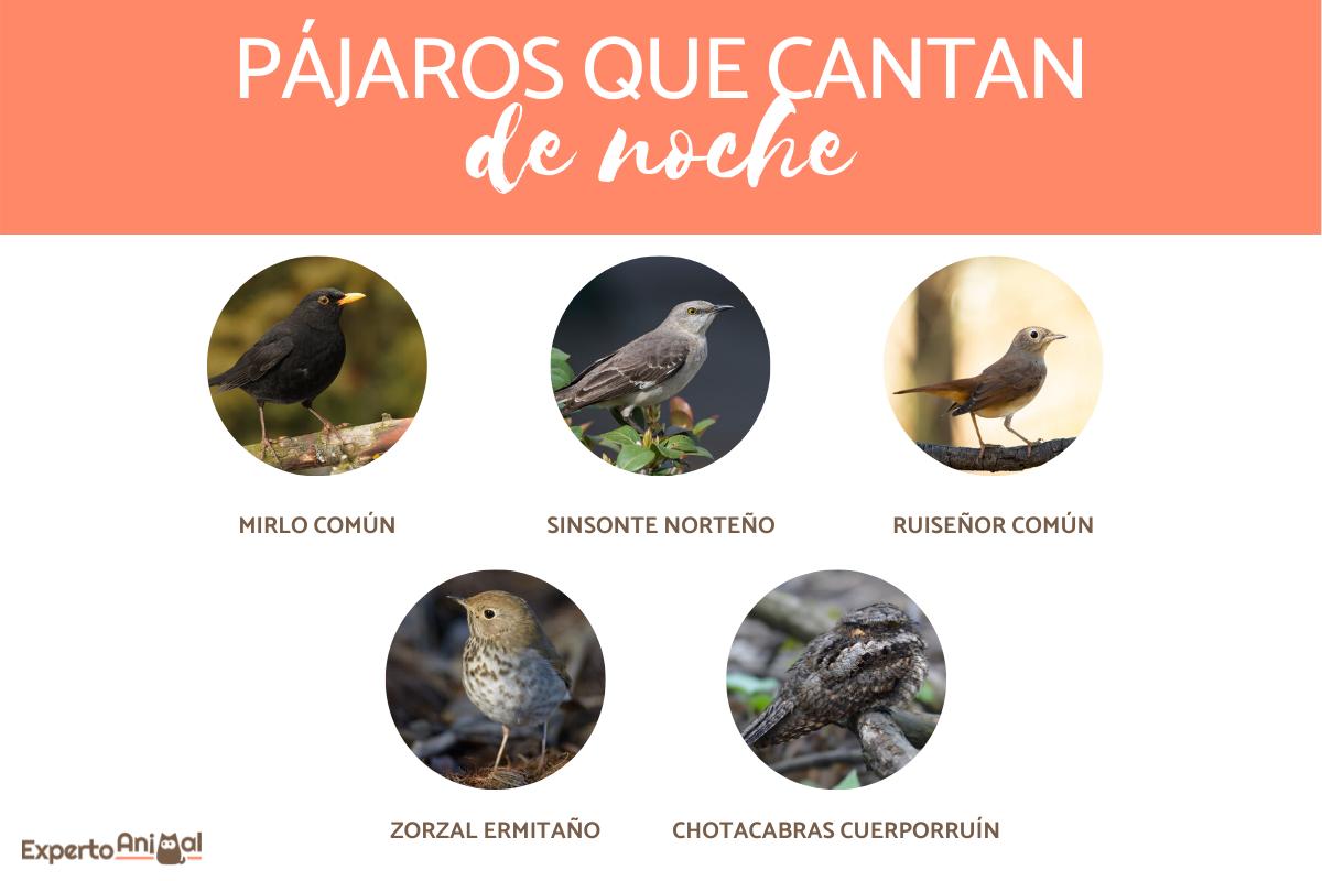 Pájaros que cantan de noche