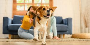 Si tu perro se aleja cuando te acercas, no es solo miedo: esto es lo que significa (y cómo solucionarlo)