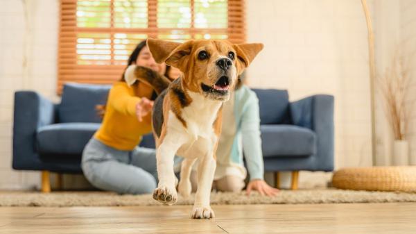 Si tu perro se aleja cuando te acercas, no es solo miedo: esto es lo que significa (y cómo solucionarlo)