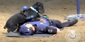 Así entrenan los perros policía para salvar vidas: la historia viral de Poncho que sigue sorprendiendo años después