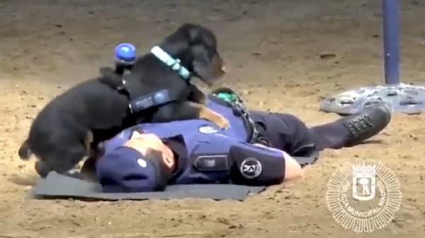 Así entrenan los perros policía para salvar vidas: la historia viral de Poncho que sigue sorprendiendo años después