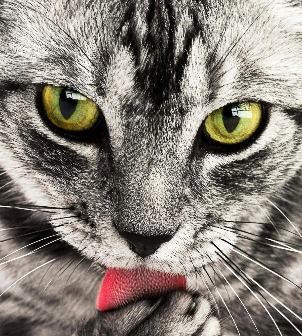 Comida casera para gatos - Receta de pescado