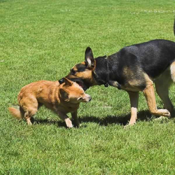 Cachorro mordisqueando suavemente la mano de su dueño durante el juego