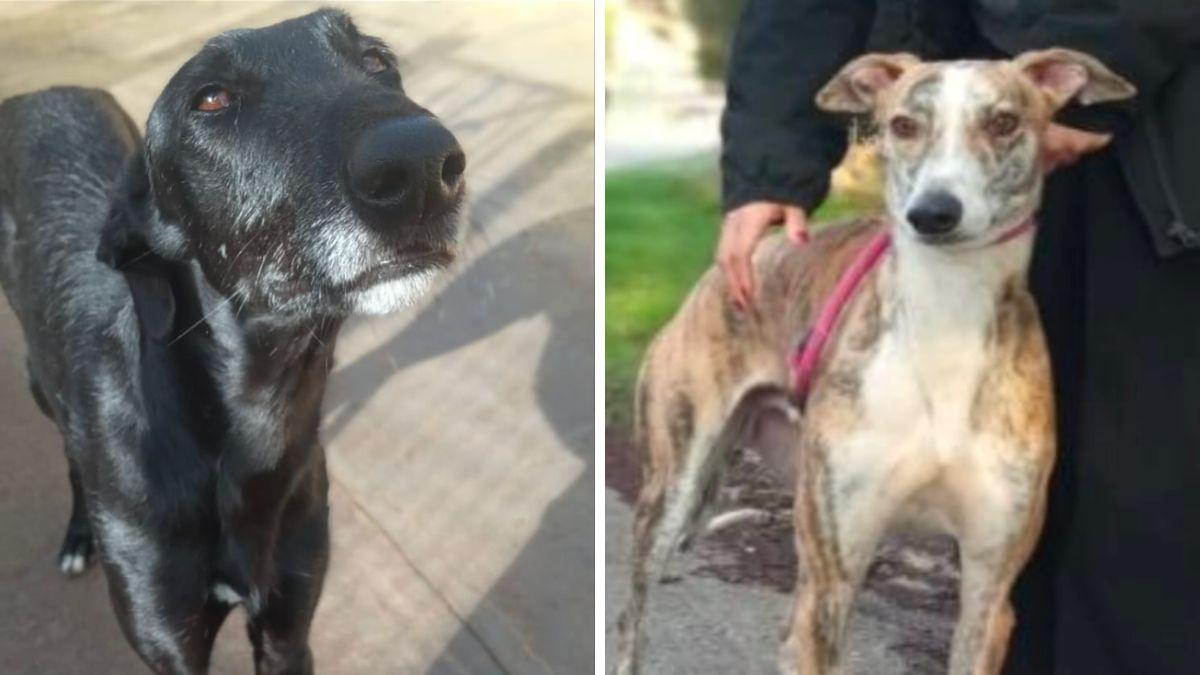 Alerta en Toledo: piden ayuda para encontrar a 15 perros robados en una protectora