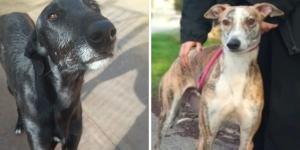 Alerta en Toledo: piden ayuda para encontrar a 15 perros robados en una protectora