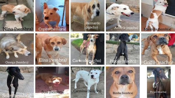 Alerta en Toledo: piden ayuda para encontrar a 15 perros robados en una protectora - Ayuda a encontrarlos: estos son los 15 perros robados en Toledo