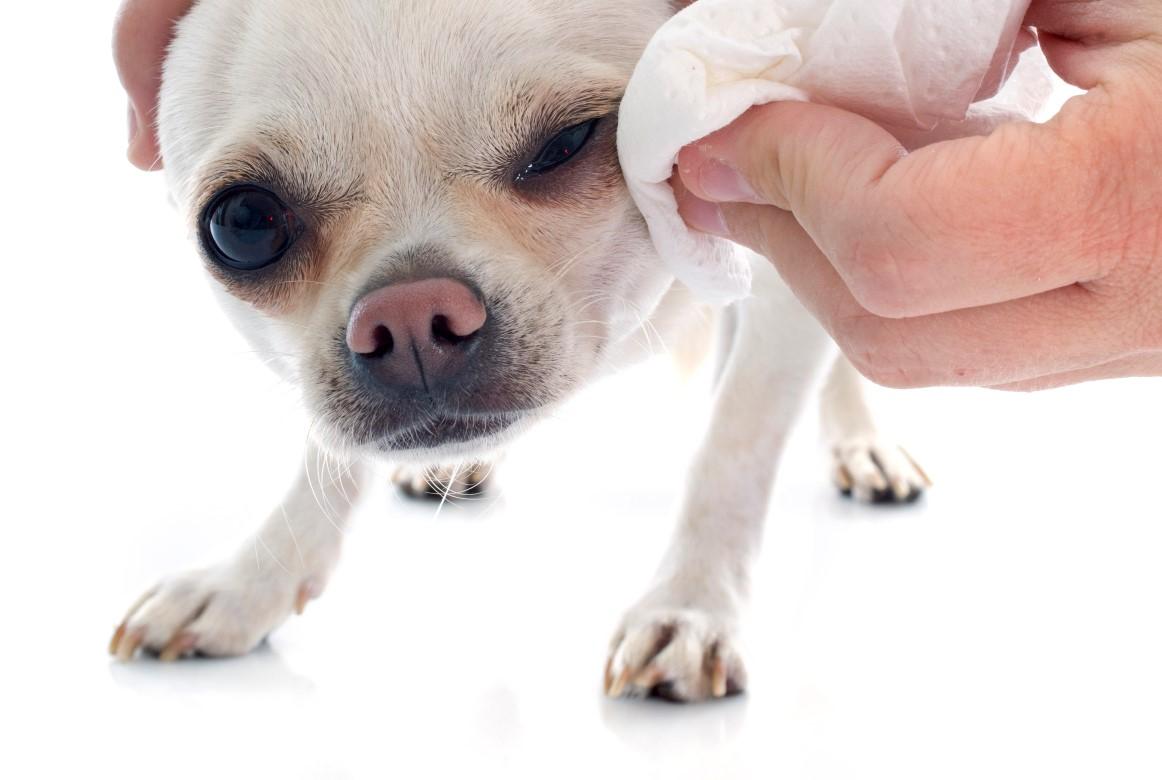 cómo limpiar un conducto lagrimal bloqueado en un perro