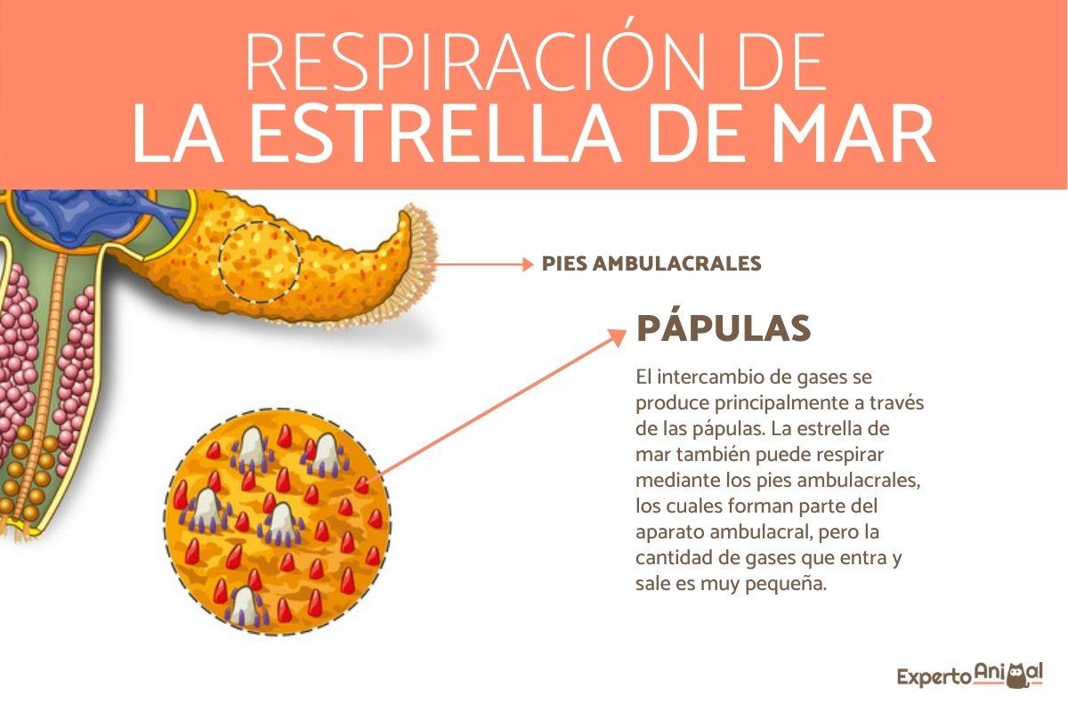 ¿Cómo respiran las estrellas de mar?
