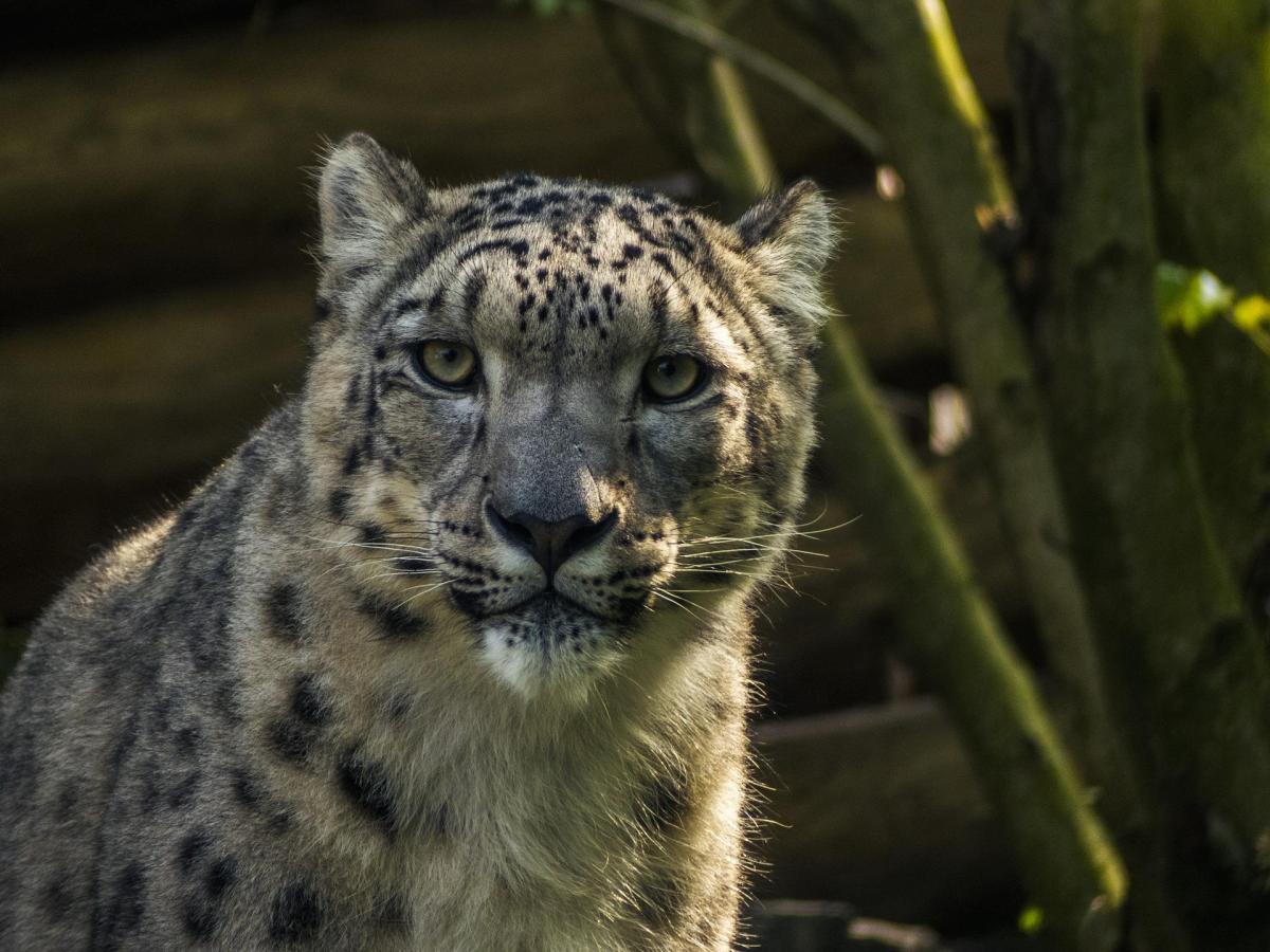Curiosidades del leopardo de las nieves