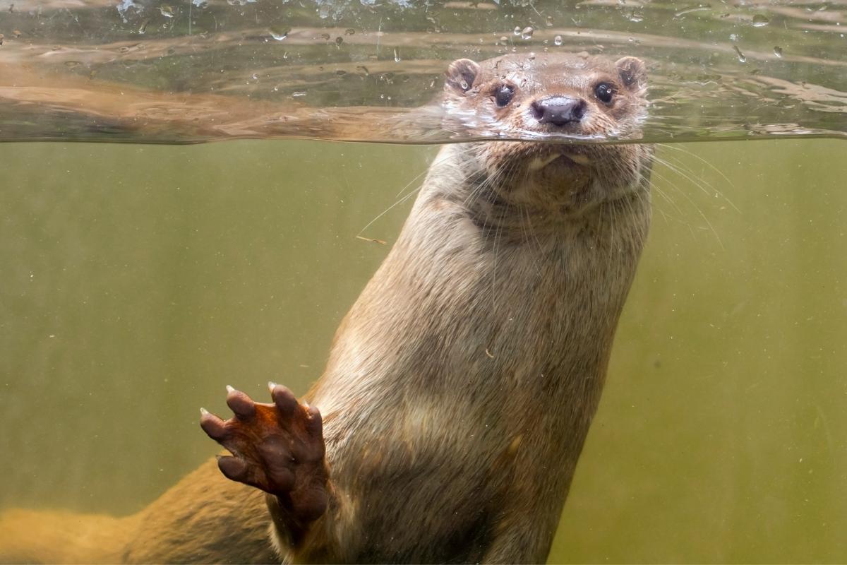 ¿Hay nutrias en España?