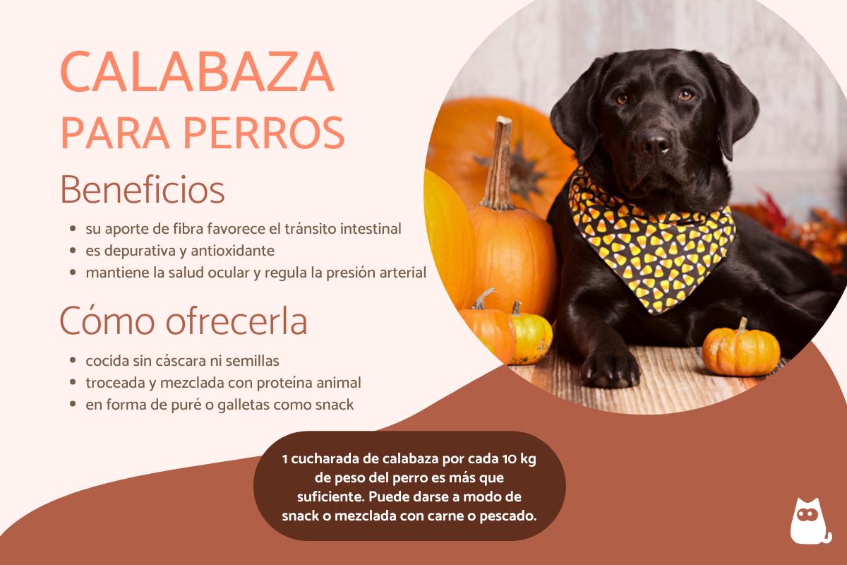 ¿Los perros pueden comer calabaza?
