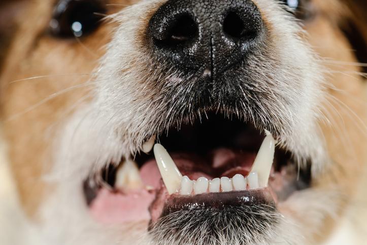 se caen los molares de los cachorros