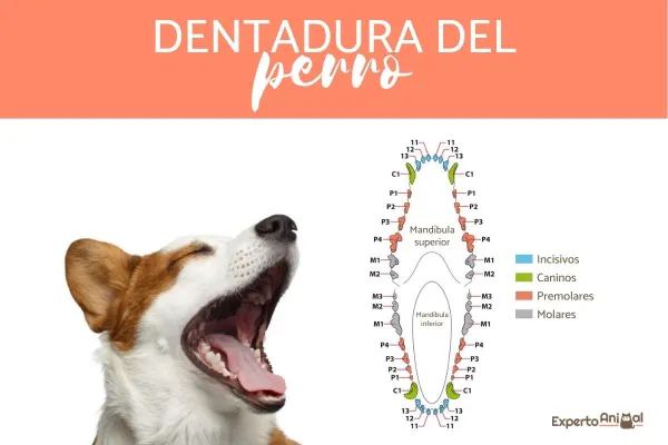 que pasa si el perro pierde los dientes