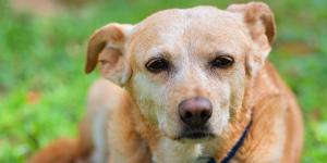 Es oficial: los perros de asistencia se jubilarán a los 10 años y la ley regula qué pasa después