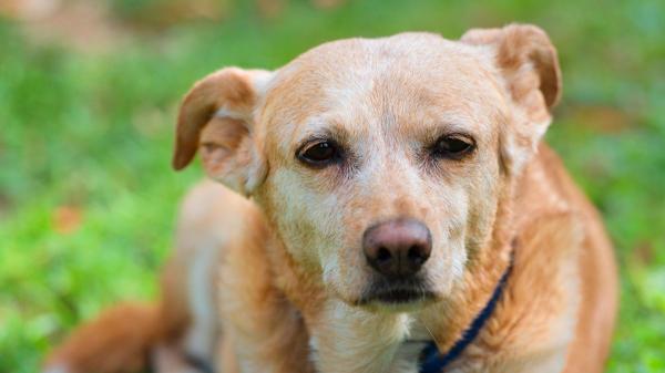 Es oficial: los perros de asistencia se jubilarán a los 10 años y la ley regula qué pasa después