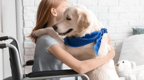 Es oficial: los perros de asistencia se jubilarán a los 10 años y la ley regula qué pasa después - La gran novedad de la ley: los perros de asistencia dejan de ser vistos solo como una herramienta
