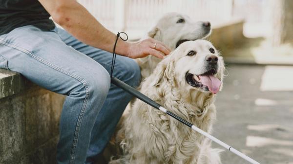 Es oficial: los perros de asistencia se jubilarán a los 10 años y la ley regula qué pasa después - Los derechos que conserva un perro de asistencia tras su jubilación