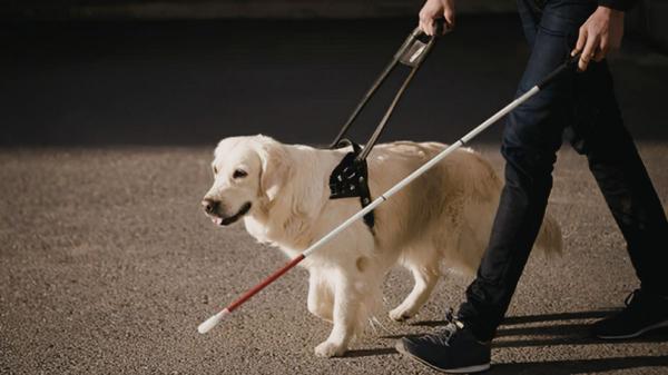 Es oficial: los perros de asistencia se jubilarán a los 10 años y la ley regula qué pasa después - Los perros de asistencia van mucho más allá de los perros guía