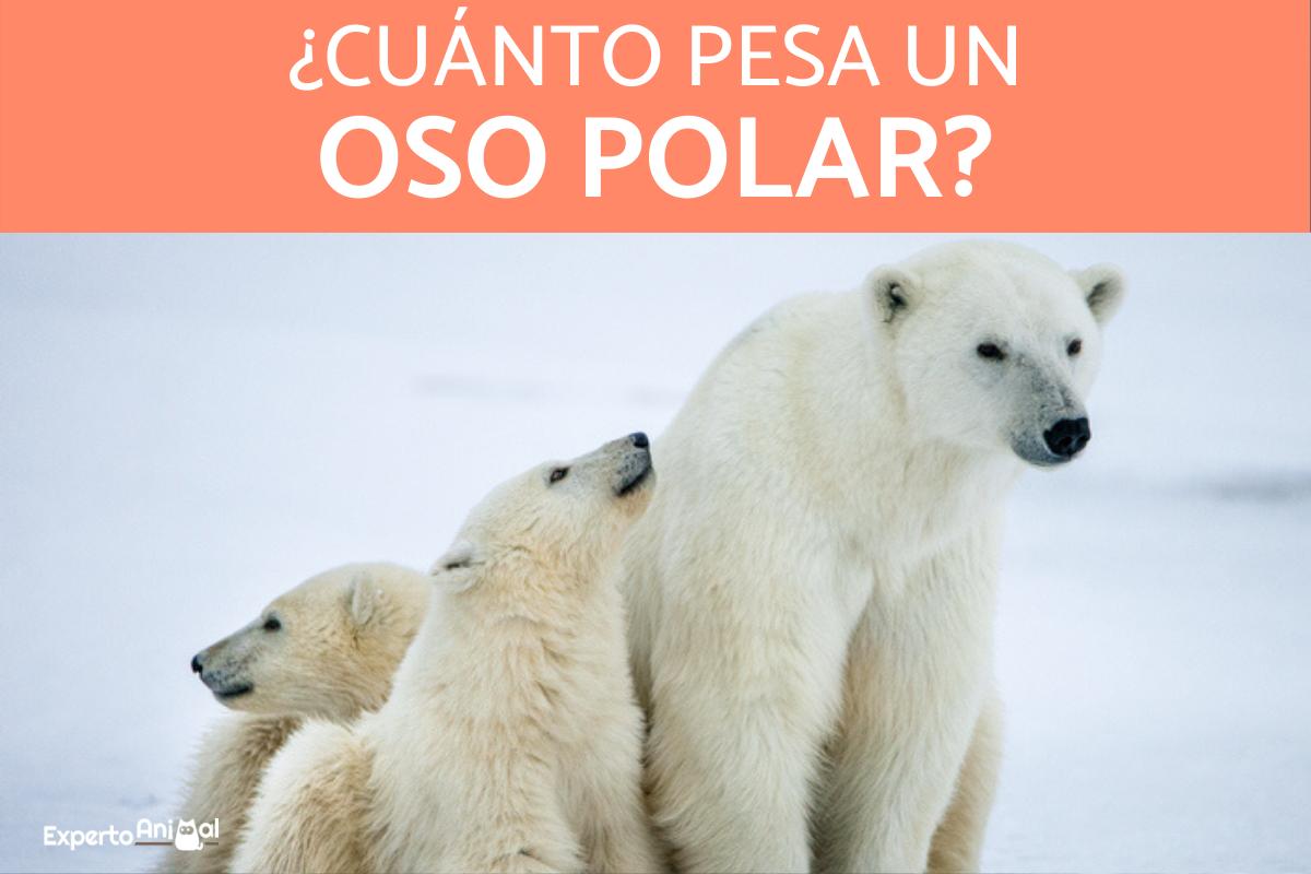 ¿Cuánto pesa un oso polar?