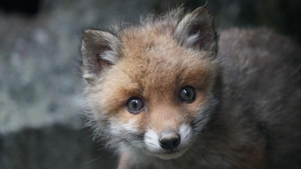 Una familia pensaba que había rescatado a un cachorro de perro, pero en realidad era una cría de zorro - Esto es lo que dice la ley sobre tener fauna silvestre como mascota en Colombia y España