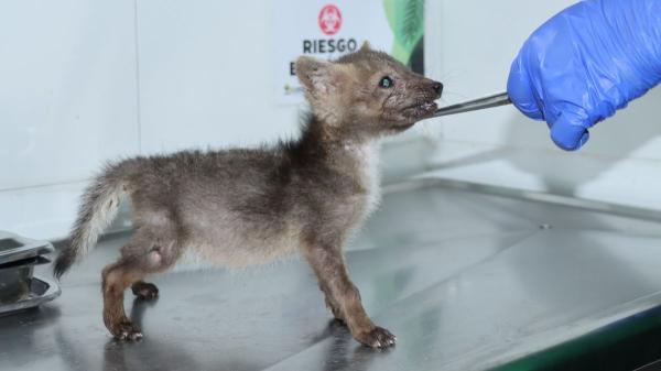 Una familia pensaba que había rescatado a un cachorro de perro, pero en realidad era una cría de zorro - La cría de zorro fue trasladada a un centro especializado para su recuperación
