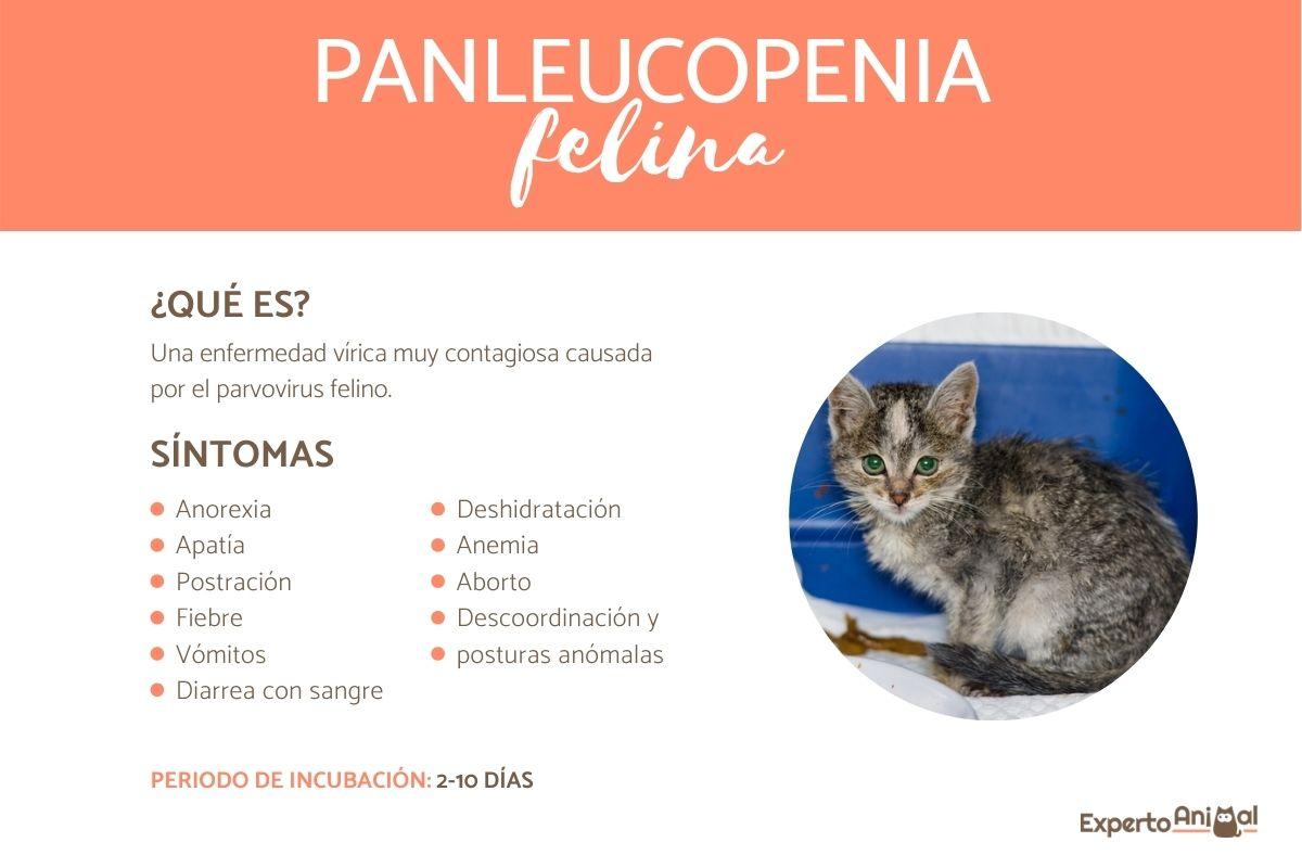 Panleucopenia felina - Síntomas y tratamiento