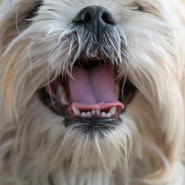 porque mi perro me huele la boca