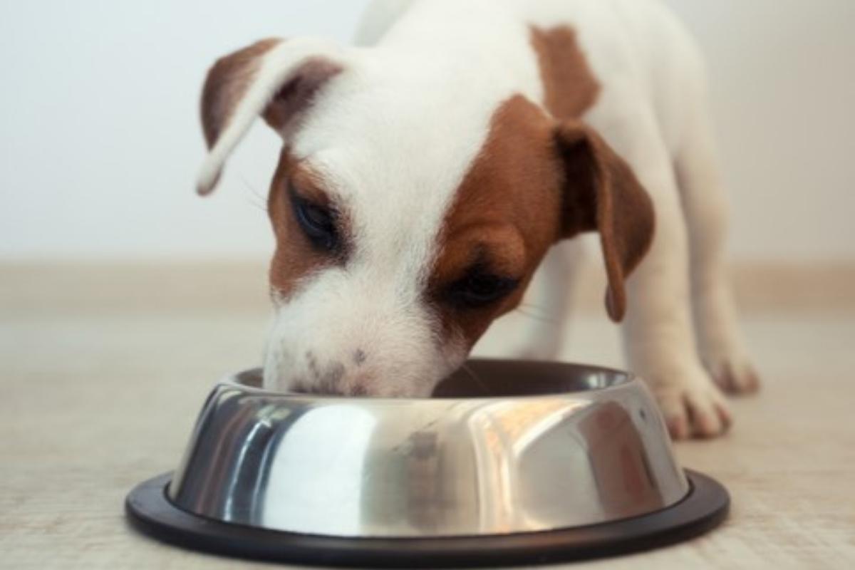¿Qué comen los perros cachorros?