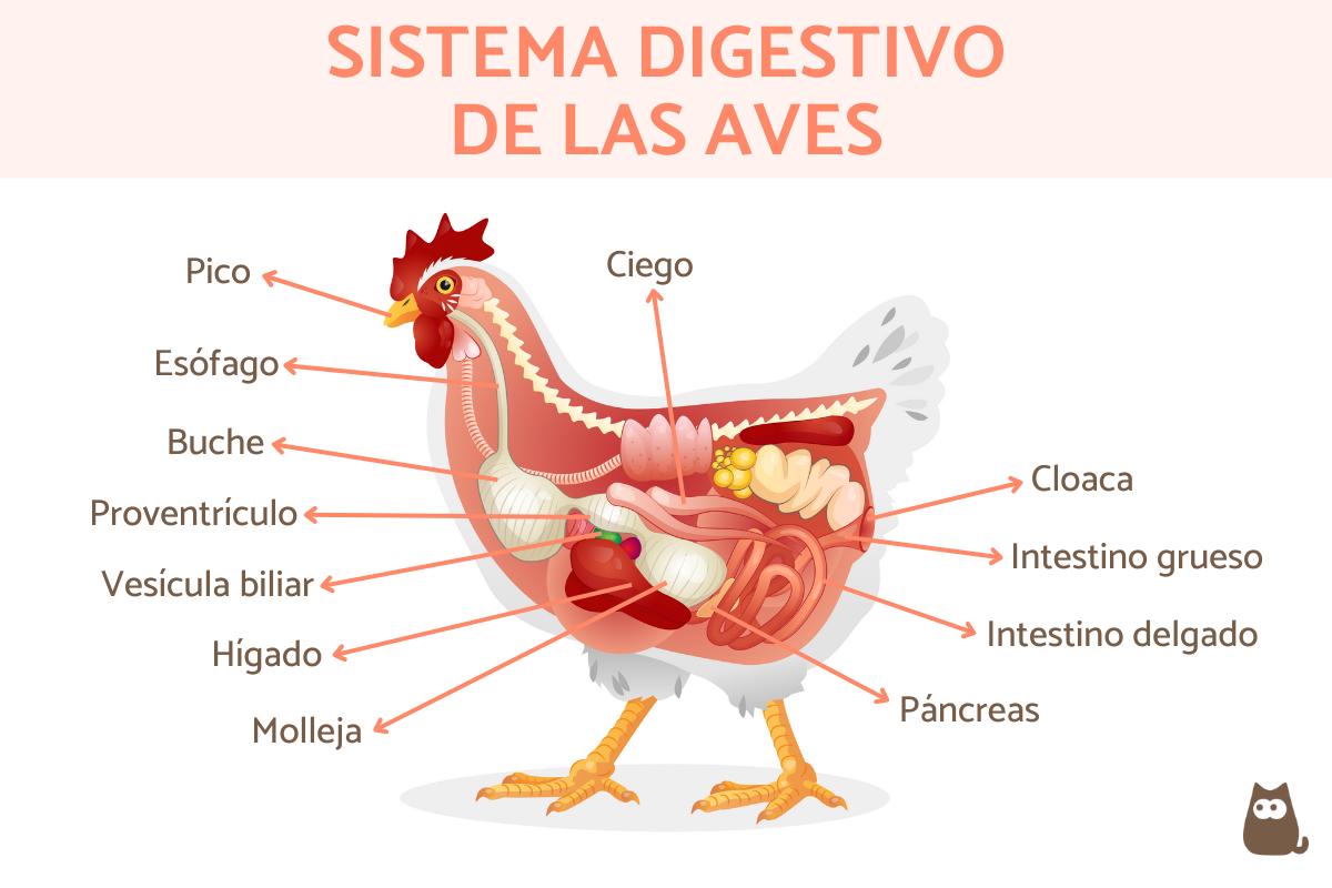 Sistema digestivo de las aves