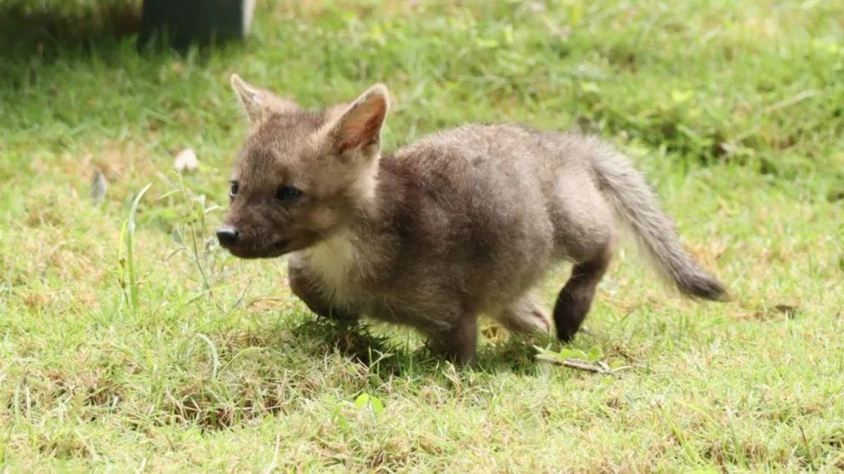 Una familia pensaba que había rescatado a un cachorro de perro, pero en realidad era una cría de zorro