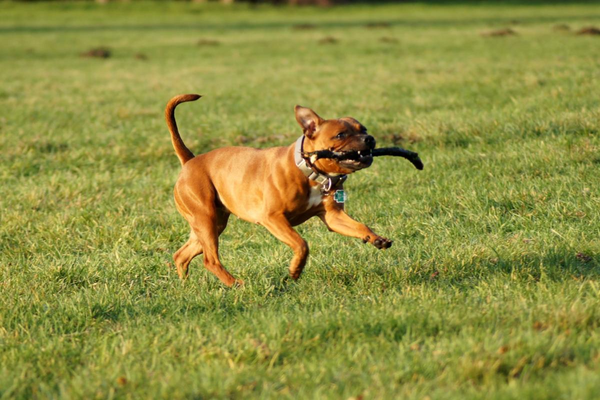 ¿Cuándo puede correr una perra esterilizada?