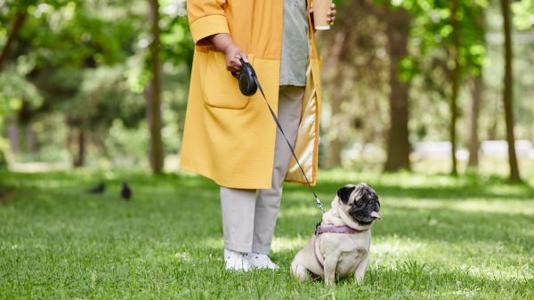 Alan Peiró, adiestrador canino: “Pensamos que con la correa extensible le damos libertad al perro, pero creamos más tensión” - El frenazo de la correa extensible que puede aumentar el estrés de tu perro durante el paseo