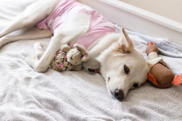 ¿Cuándo puede correr una perra esterilizada? - ¿Qué hacer si mi perra esterilizada quiere correr?