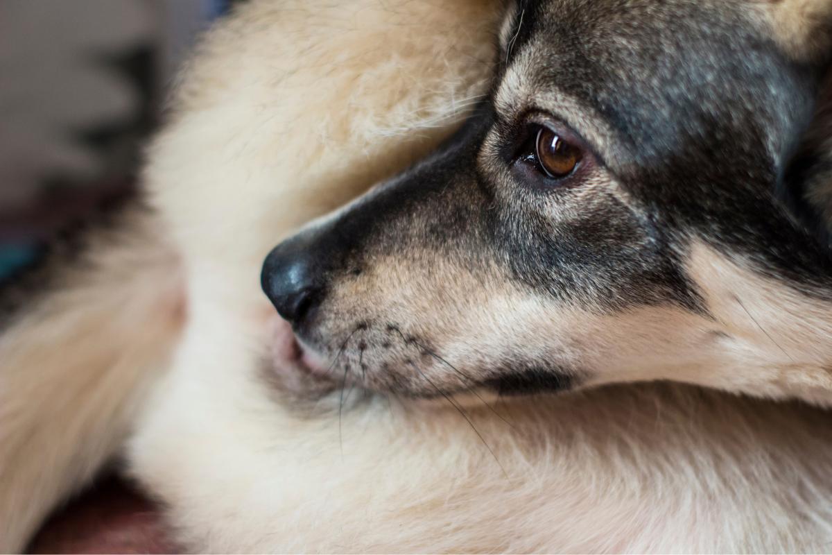 Mi perro se lame mucho el ano - Causas