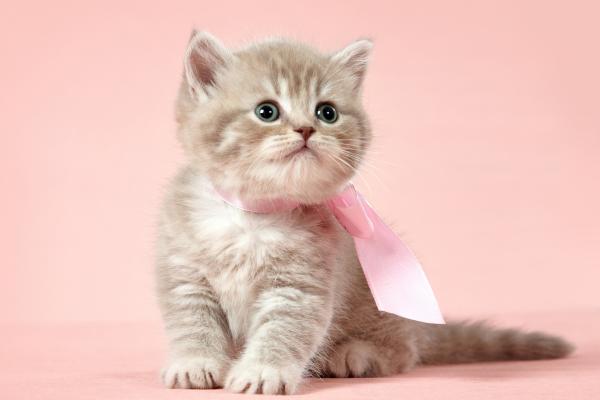 Nombres para gatos con U - Nombres para gatas con U