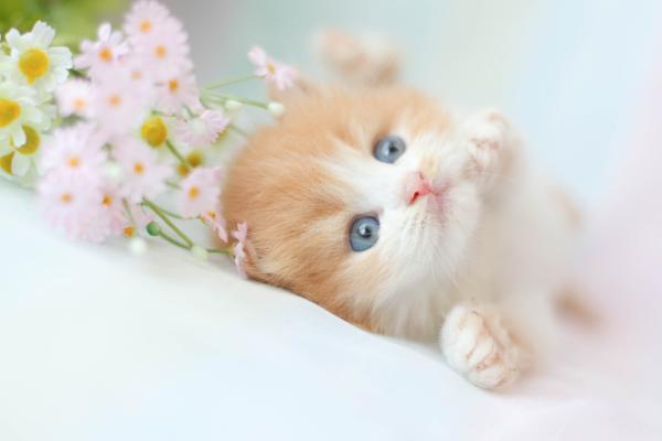 Nombres para gatos con U - Nombres para gatos machos con U