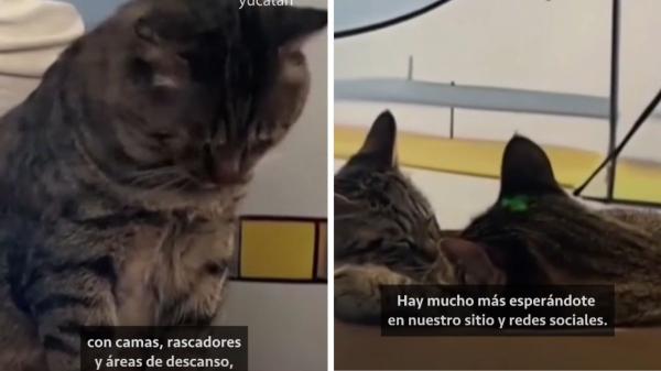 Un aeropuerto de China adopta a tres gatos callejeros y les da un curioso trabajo: formar su propia “patrulla antiratones” - Sangbiao, Cuihua y Cuiguo se convierten en una inesperada atracción para los viajeros