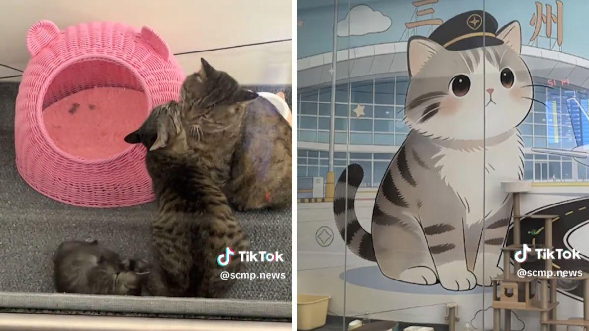 Un aeropuerto de China adopta a tres gatos callejeros y les da un curioso trabajo: formar su propia “patrulla antiratones”