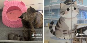 Un aeropuerto de China adopta a tres gatos callejeros y les da un curioso trabajo: formar su propia “patrulla antiratones”