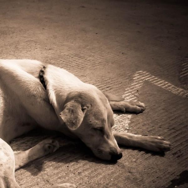 mi cachorro está ganando demasiado peso