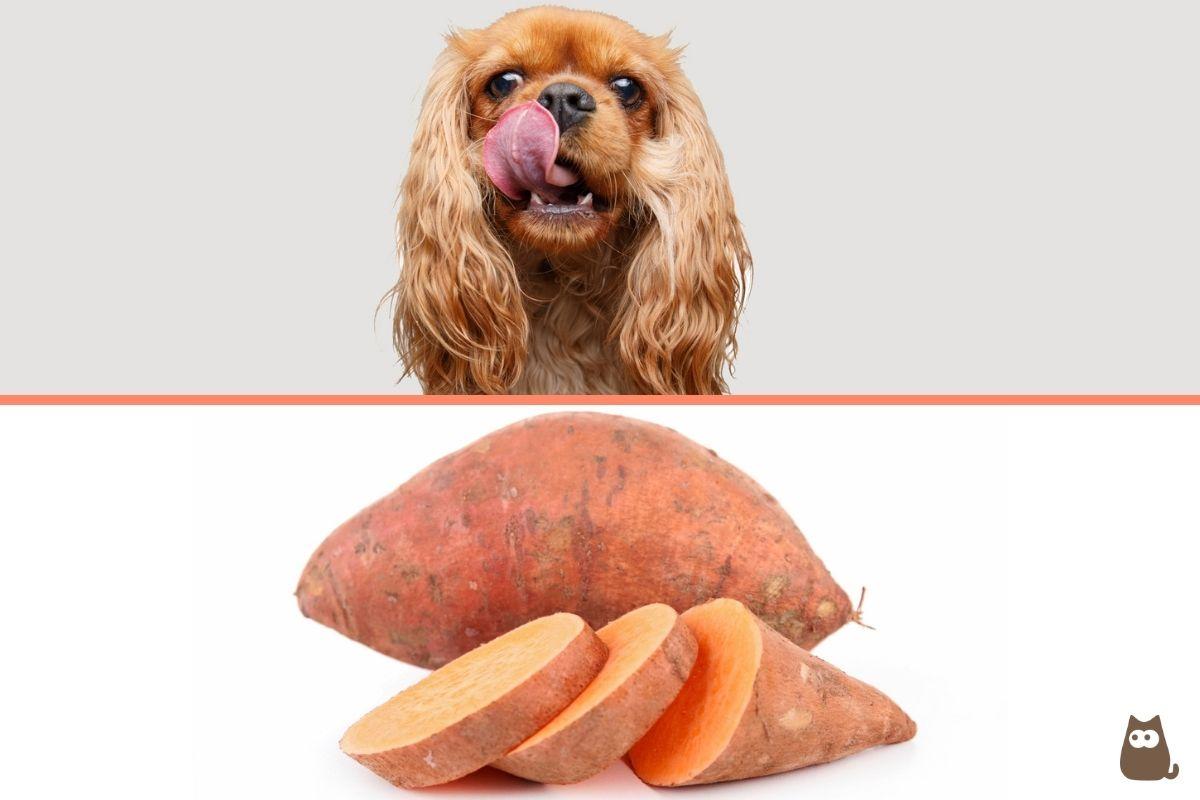 ¿Los perros pueden comer boniato?