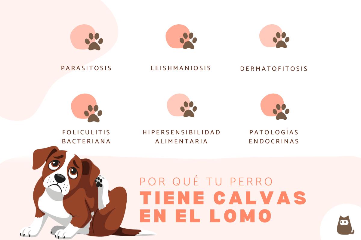 Mi perro tiene calvas en el lomo: causas y qué hacer