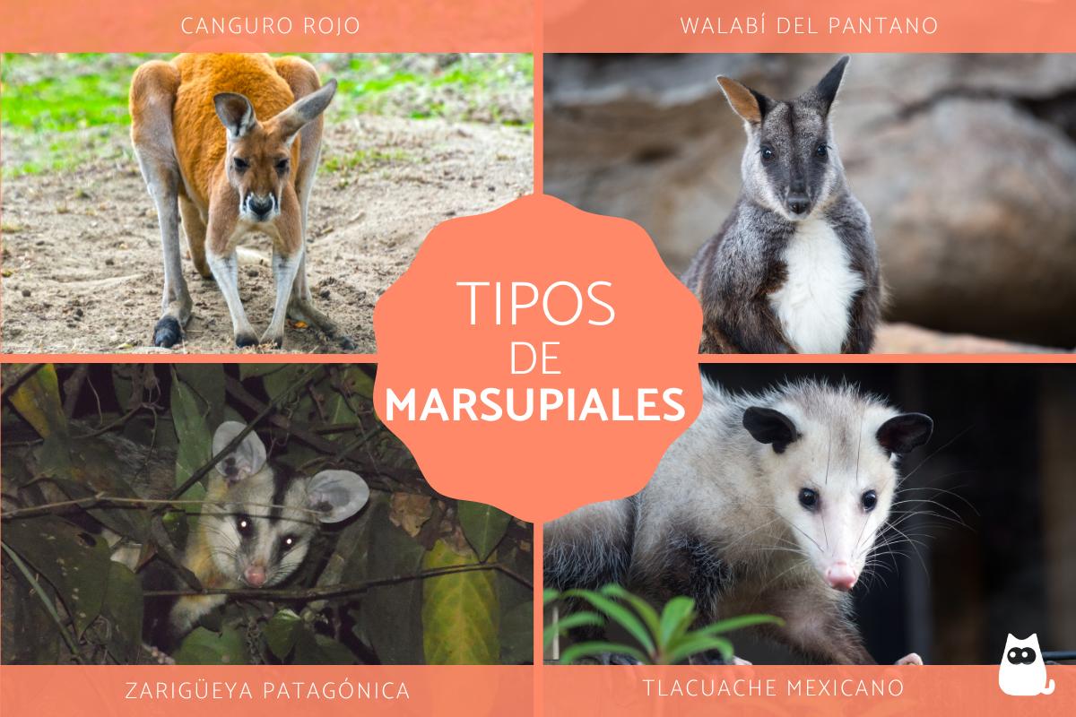 Tipos de marsupiales