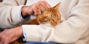Un hombre de 82 años dejará su casa y toda su herencia a quien se haga cargo de su gata cuando él muera: “Es mi única compañía”