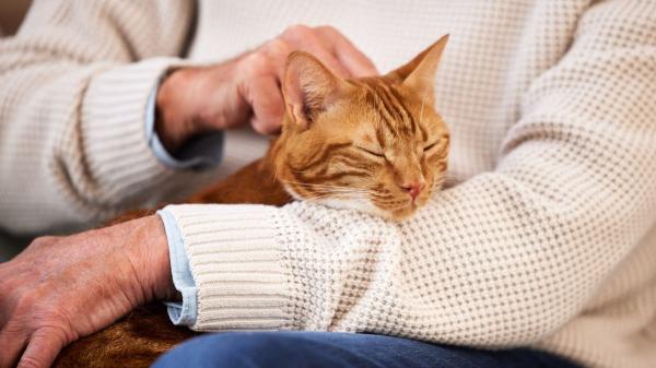 Un hombre de 82 años dejará su casa y toda su herencia a quien se haga cargo de su gata cuando él muera: “Es mi única compañía”