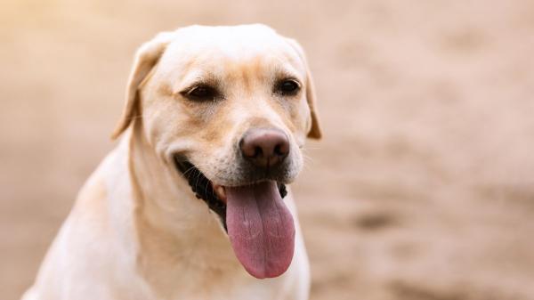 ¿Cómo calmar el jadeo de un perro? Comprender las causas y actuar rápido es clave - Así debes calmar el jadeo de tu perro